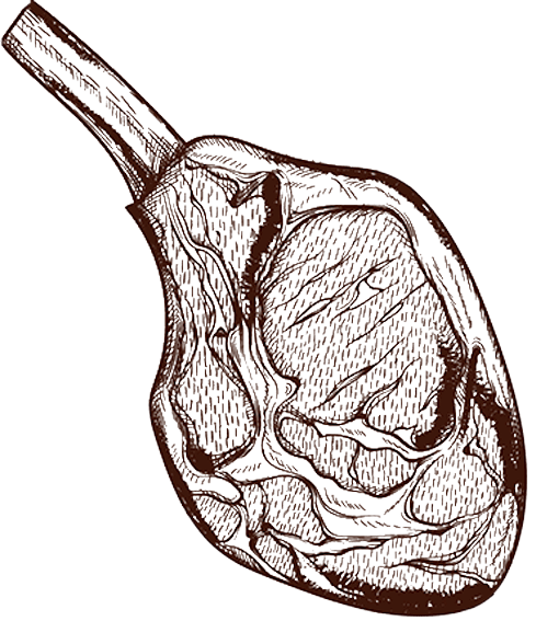 Victorian illustration of a cutlet on the bone