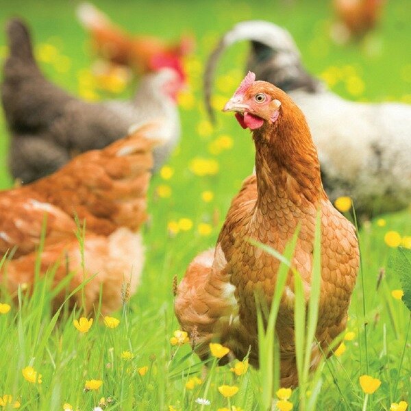 Brown chickens in tall grass